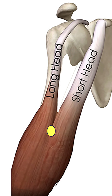 intersection-2-heads-biceps.brachii